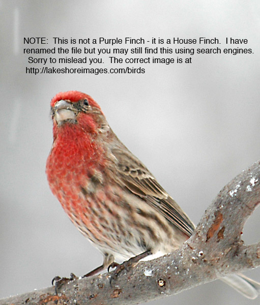difference between house and purple finch